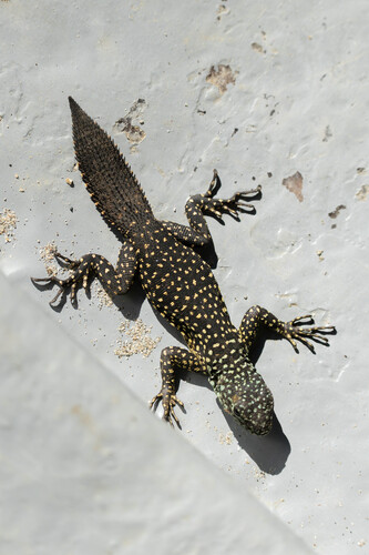 Tropical Thornytail Iguana, Uracentron flaviceps