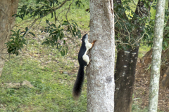 Callosciurus prevostii