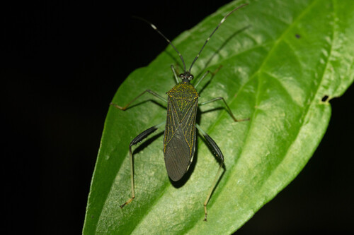 Petalops virago