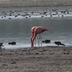 Phoenicopterus ruber