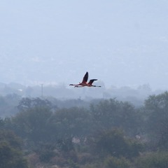 Phoenicopterus ruber