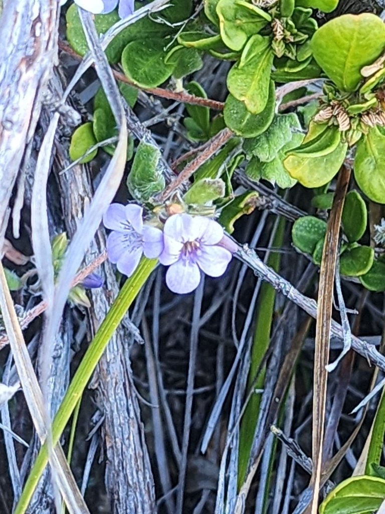 Coast Hop-Bush (Dodonaea aptera)