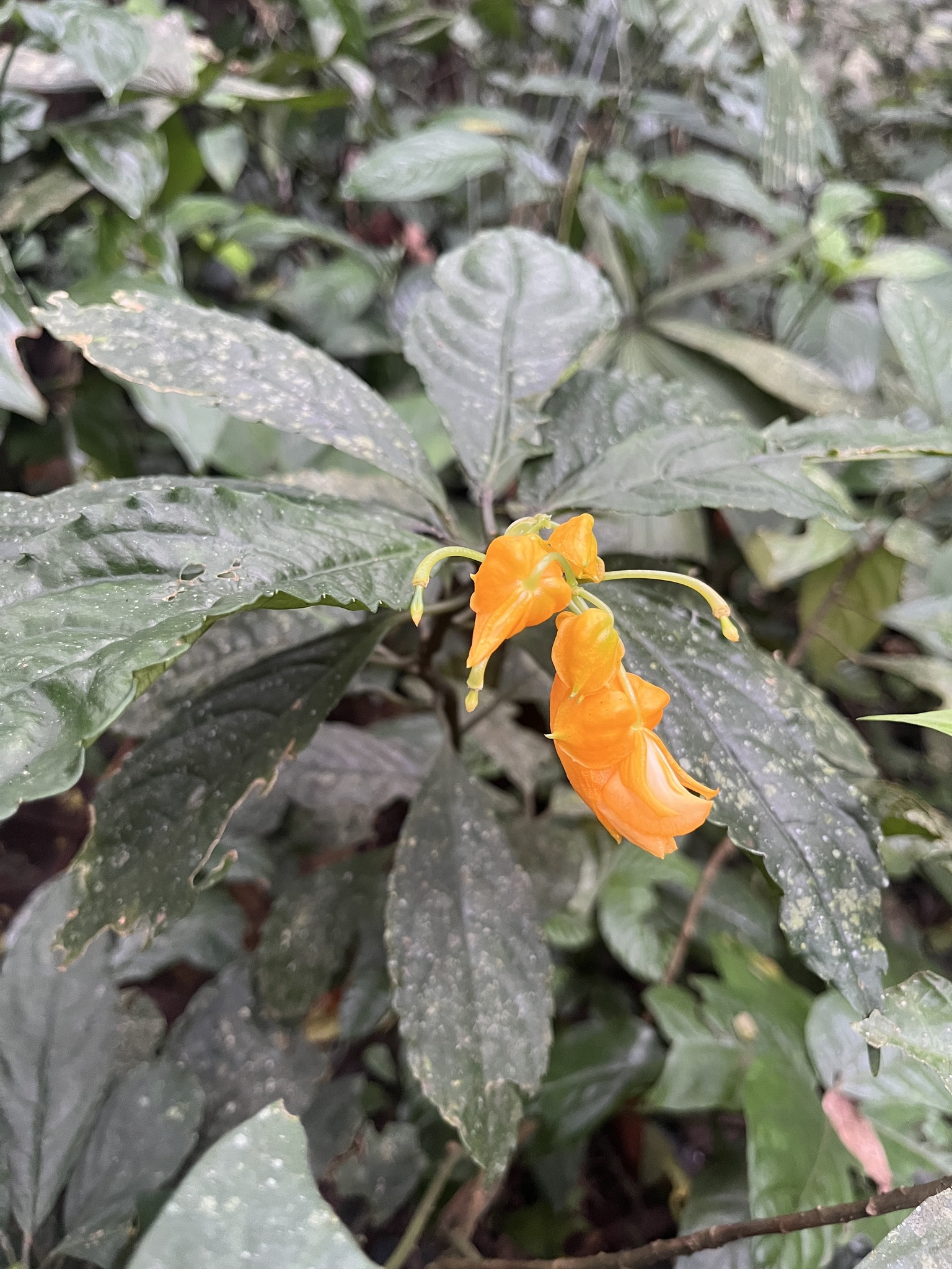 Crossandra infundibuliformis (Crossandra infundibuliformis)