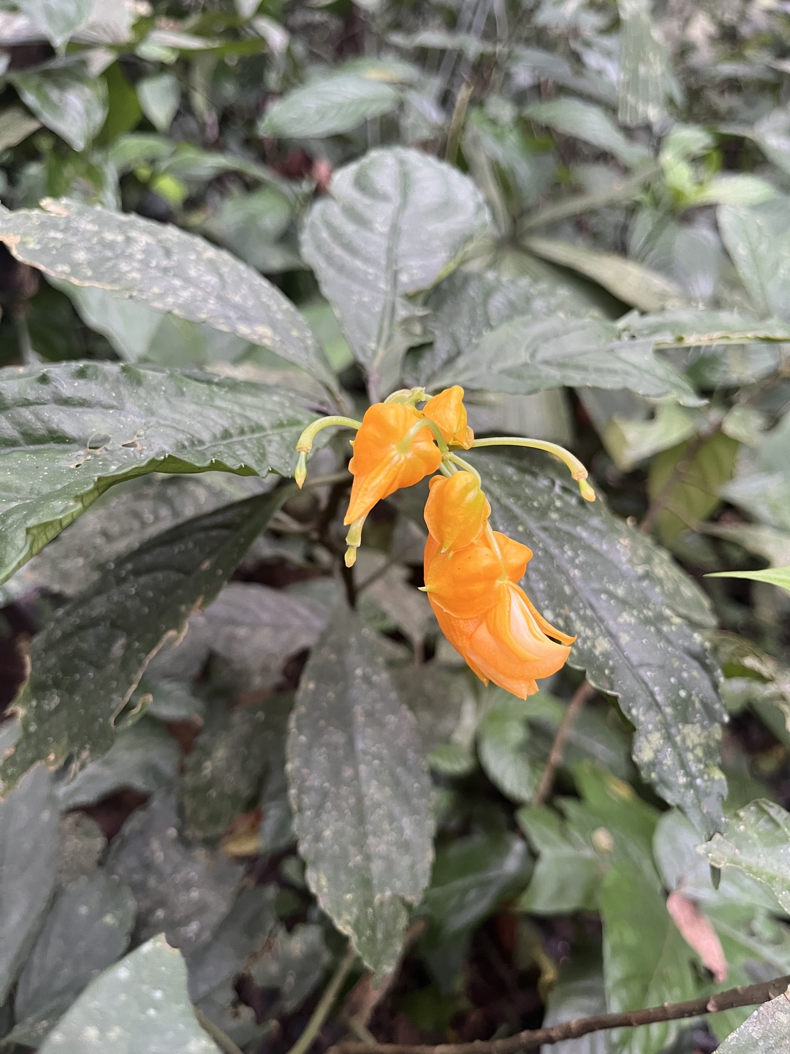 Crossandra infundibuliformis — ảnh 2