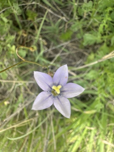 African Blue Bell