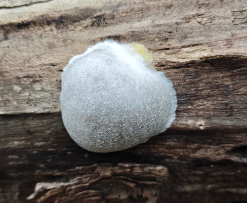 False Puffball