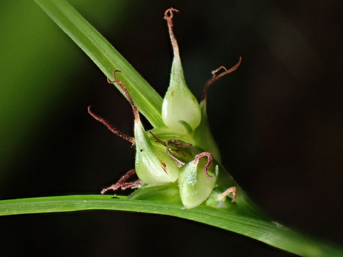Carex taihokuensis