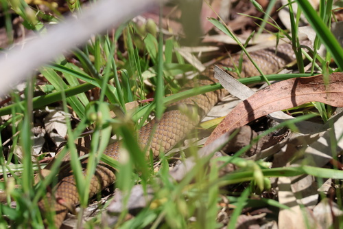 Eastern Brown Snake sighting
