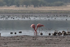 Phoenicopterus ruber