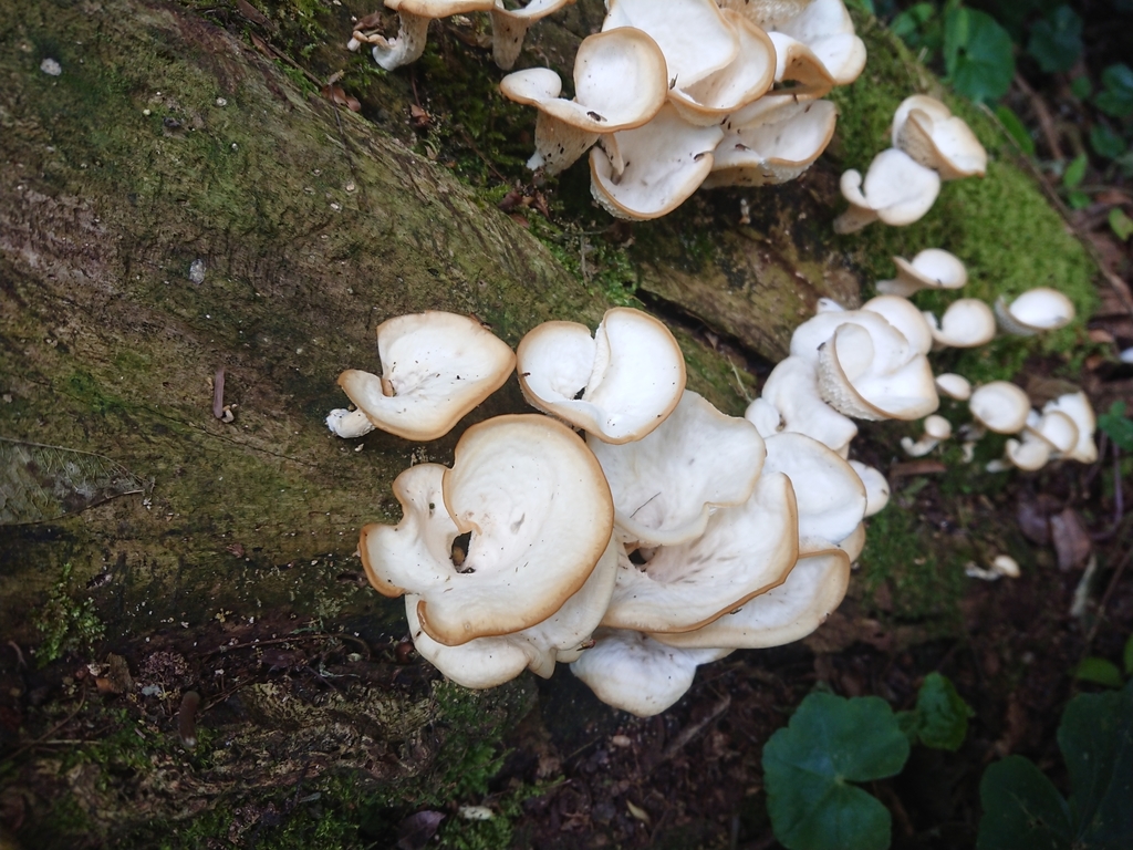 Favolus brasiliensis · September 2019 · photo: © marreginas (iNaturalist, cc-by)