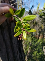 Pieris phillyreifolia