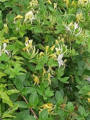 Lonicera japonica