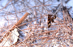 Amata annulata