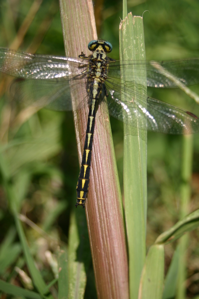 Pronged Clubtail