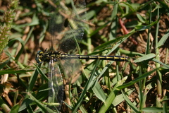 Gomphus graslinii