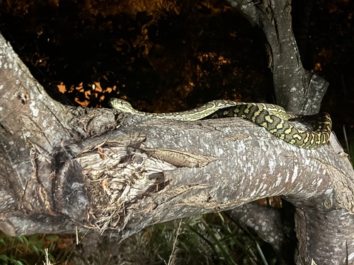 Coastal Carpet Python sighting