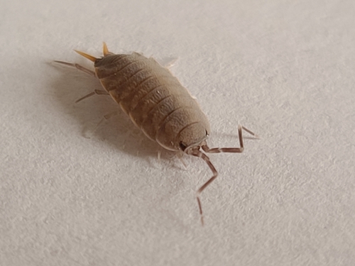 Powder Blue Isopod