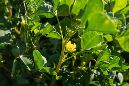 Trigonella suavissima observed 2025-08-21