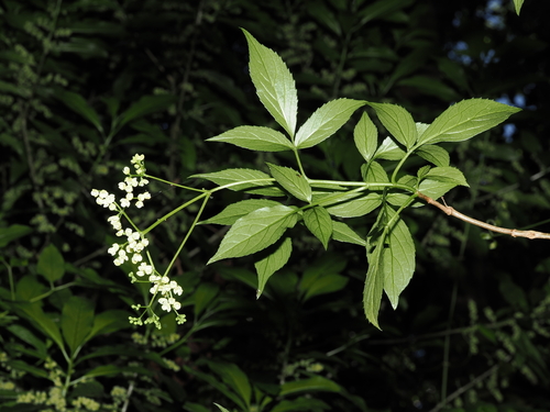 Sambucus australasica (Sambucus australasica)