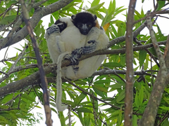 Propithecus coronatus
