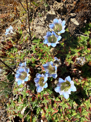 Gentiana depressa