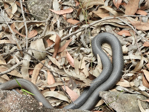 Eastern Brown Snake sighting