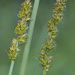Carex Sect. Vulpinae - Photo (c) Vladimir Bryukhov, some rights reserved (CC BY-NC), uploaded by Vladimir Bryukhov