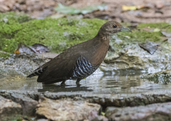 Slaty-Legged Crake photo 5