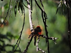 Pyrocephalus rubinus