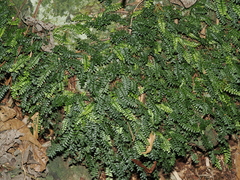Crested Fern (Arthropteris)