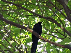 Quiscalus mexicanus