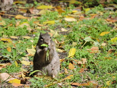 Otospermophilus variegatus