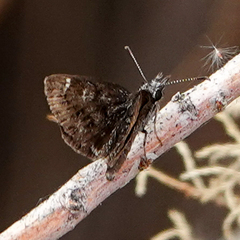 Hesperopsis