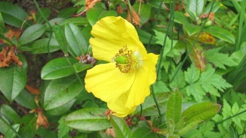 Papaver cambricum