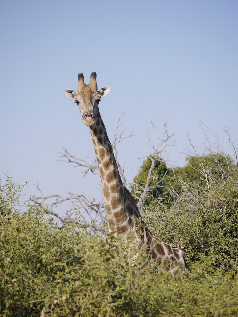 Giraffa giraffa, Chobe National Park, Botswana, by Aibhlín