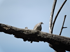 Columbina inca