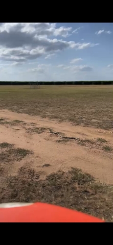 Eastern Brown Snake sighting