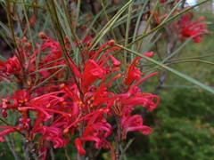 Grevillea dimorpha