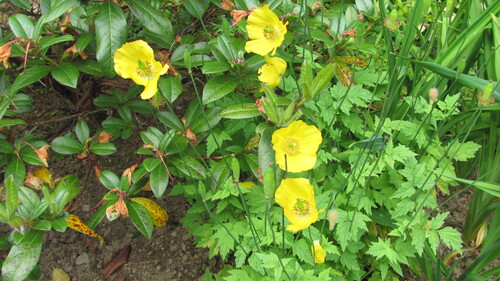 Papaver cambricum