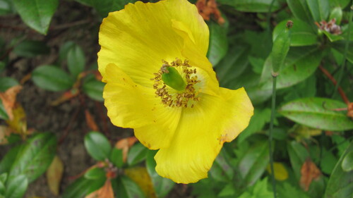 Papaver cambricum