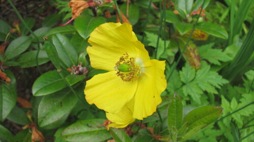 Papaver cambricum
