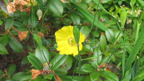 Papaver cambricum