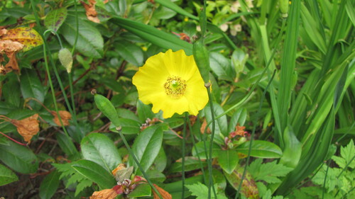 Papaver cambricum