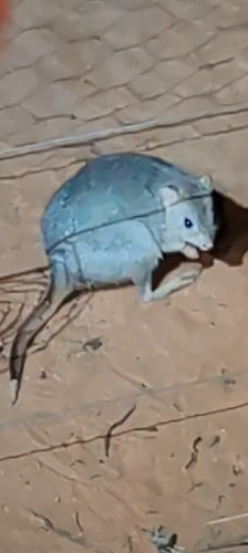 Bettongia lesueur, 2025-11-07