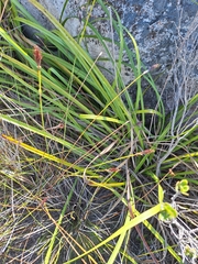 Lanaria plumosa (Lanaria plumosa)
