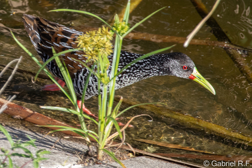 Spotted Rail (Pardirallus maculatus), photo 9