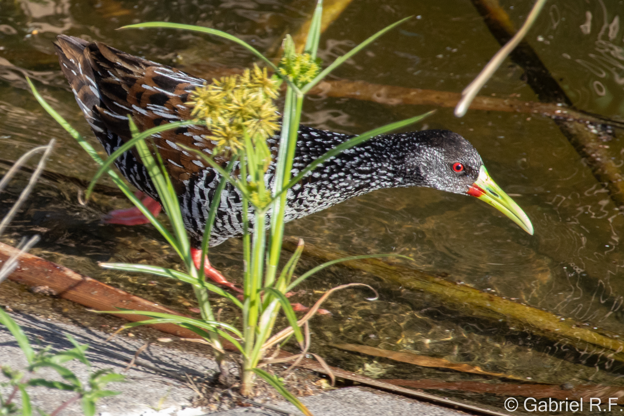 Spotted Rail (Pardirallus maculatus), photo 9