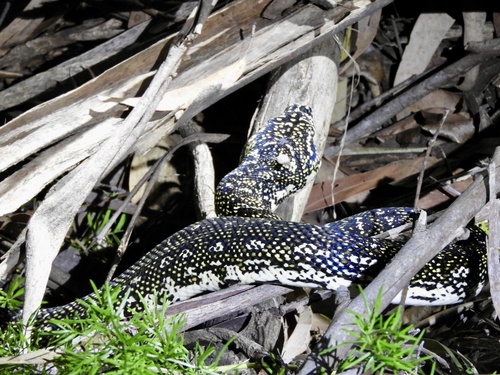 Diamond Python sighting