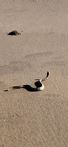 Australian Elapids (inc. Sea Snakes) sighting