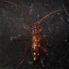 Coptocercus biguttatus